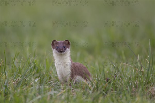 Hermelin, Mustela erminea, stoat