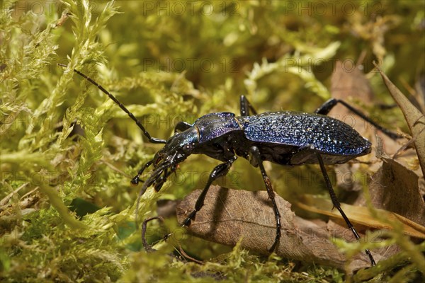 Leather ground beetle, Carabus coriaceus, beetle