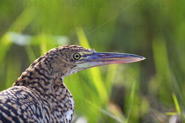 Rufescent tiger heron (Tigrisoma lineatum) Pantanal Brazil