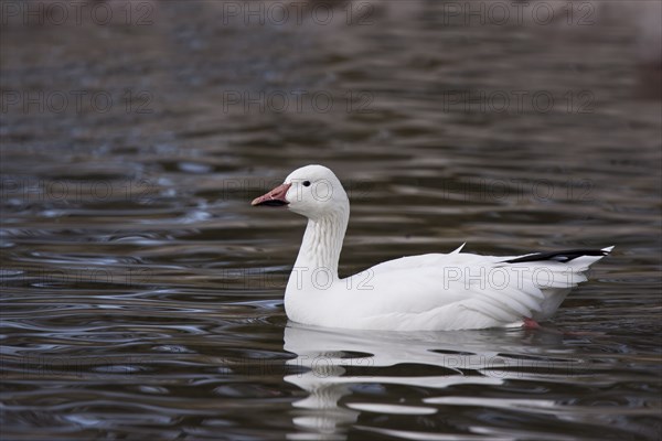 Snow goose, Anser caerulescens, snow goose