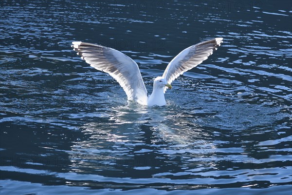 Seagulls in the water in a fjord in Norway. Daylight glistens in the sea. Animal photo from