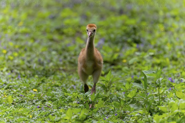 The Sandhill crane (Antigone canadensis), several day young ones in the meadow
