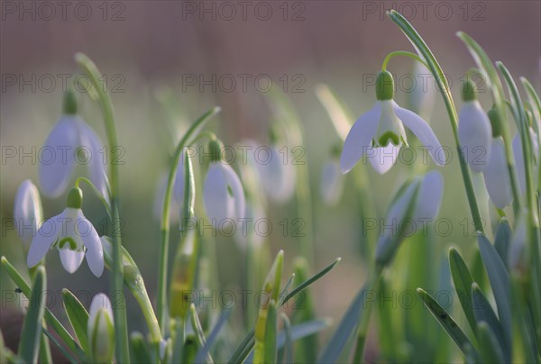 Close-up of common snowdrops (Galanthus nivalis)