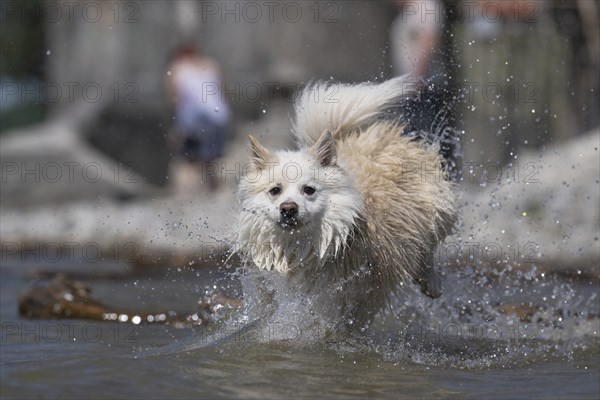 Water fun in Lake Constance