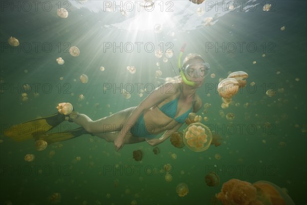Swimming with harmless jellyfish, Mastigias papua etpisonii, Jellyfish Lake, Micronesia, Palau,