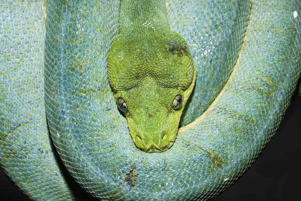 Green tree python, Morelia viridis, West Papua, Misool, Indonesia, Asia