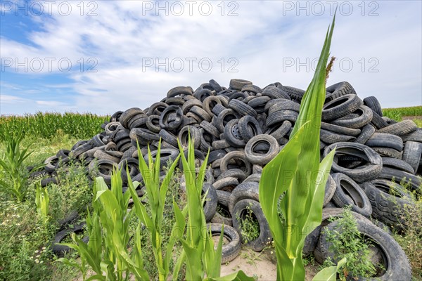 Old broken car tyres piled up up to form a mountain in a cornfield