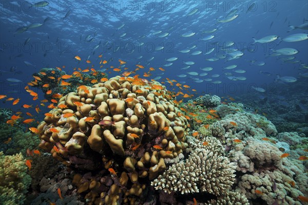 Coral reef with harem flag perch, Pseudanthias squamipinnis, Red Sea, Ras Mohammed, Egypt, Africa