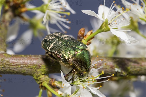 Rosenkaefer, Cetoniinae, flower chafer