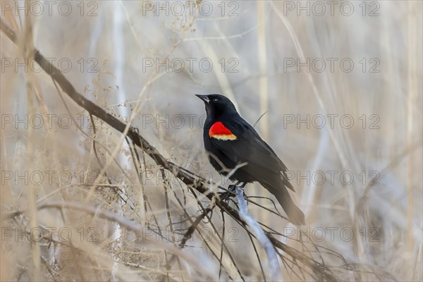 Red-winged blackbird (Agelaius phoeniceus) sitting nn the reeds
