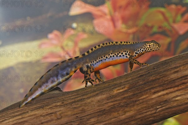 Male alpine newt, Ichthyosaura alpestris, Syn.: Triturus alpestris, alpine newt, male