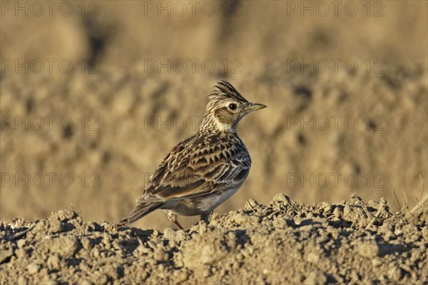 Skylark, Alauda arvensis, Eurasian skylark