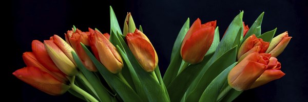Den Helder, Netherlands. January 2022. Red tulips on a black background.