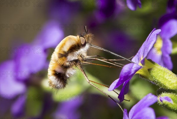 Large bee fly, Bombylius major, bee fly