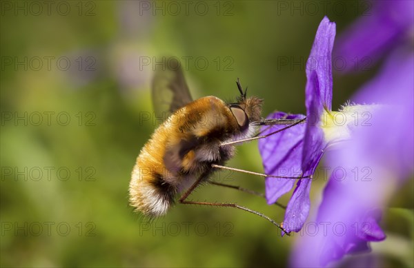 Large bee fly, Bombylius major, bee fly
