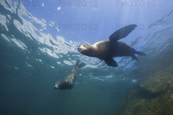 California sea lions, Zalophus californianus, Cabo Pulmo National Park, Baja California Sur,