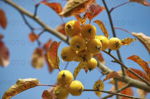 Crab apple on autumn day surrounded by vibrant yellow and brown leaves. Malus sylvestris, crab