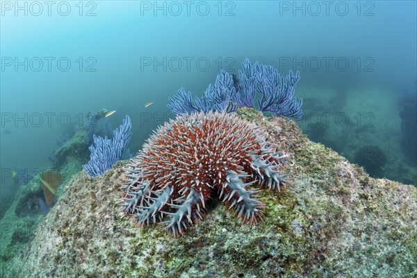 Crown of thorns on the reef, Acanthaster planci, Cabo Pulmo National Park, Baja California Sur,