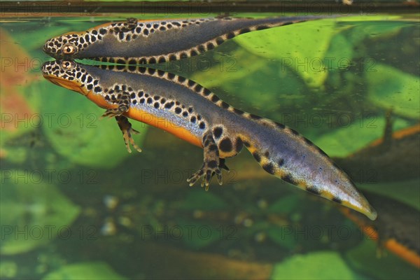 Male alpine newt, Ichthyosaura alpestris, Syn.: Triturus alpestris, alpine newt, male