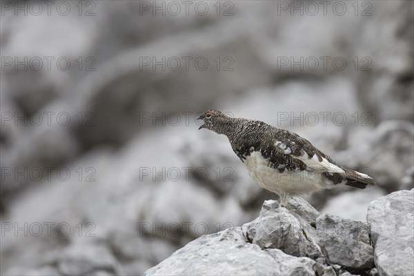 Rock ptarmigan, Lagopus muta