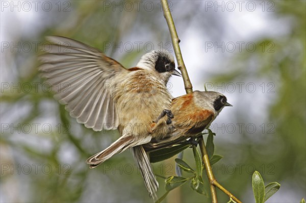 Eurasian Penduline Tit, Remiz pendulinus, Eurasian penduline tit