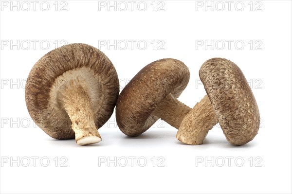 Fresh shiitake mushrooms, known for their health benefits and pharmacological properties, are
