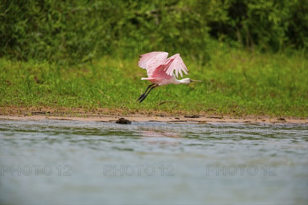Roseate spoonbill (Ajaia ajaja) Pantanal Brazil