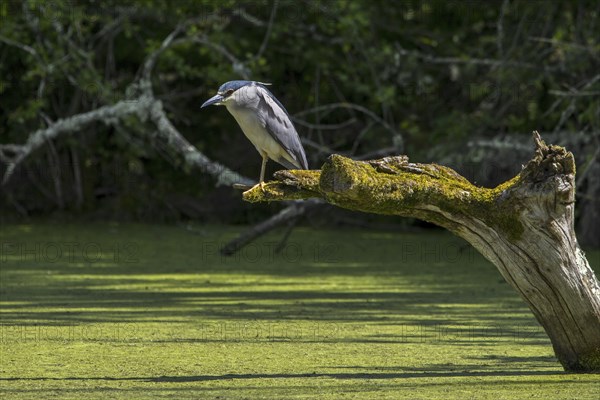 Black-crowned night heron (Nycticorax nycticorax), black-capped night heron perched on tree trunk