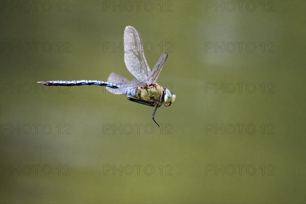 Emperor dragonfly (Anax imperator) in flight, Hesse, Germany, Europe