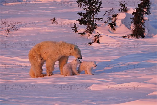 Polar bear (Ursus maritimus) striding through the snow with her two cubs, Wapusk National Park,