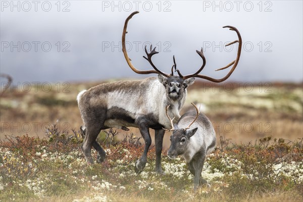 Wild mountain reindeer (Rangifer tarandus tarandus), reindeer, bull courting female, rutting, in