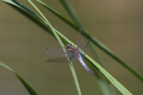 Close-up, black-tailed skimmer (Orthetrum cancellatum), male, Neustadt am Rübenberge, Germany,