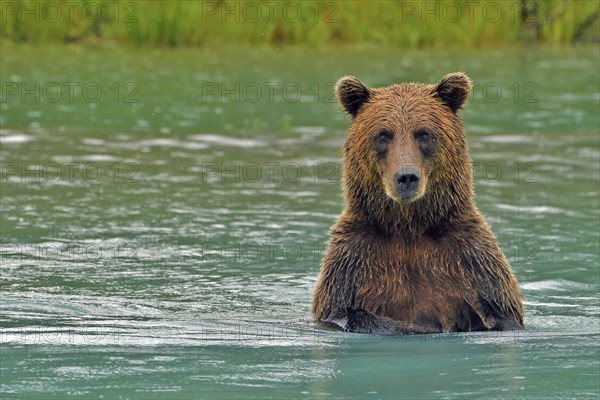 Brown bear (Ursus arctos) standing on hind legs up to chest in water and looking at camera, Lake