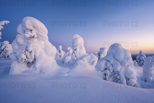 Snowed-in trees, winter landscape, Riisitunturi National Park, Posio, Lapland, Finland, Europe