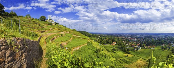 Vineyards at the Spitzhaus in Radebeul
