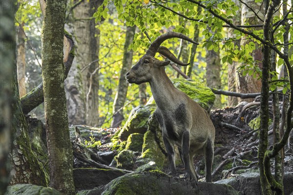 Iberian ibex, Spanish ibex (Capra pyrenaica) male foraging among rocks in forest on mountain slope