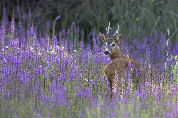 Roebuck securing in flowering loosestrife (Lythrum salicaria), Europe, Austria, Upper Austria,