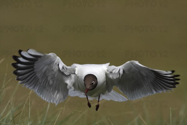 Black-headed Black-headed Gull (Chroicocephalus ridibundus), flight study, individual in flight,