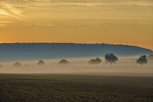 Landscape, fields, fruit trees, fog sunrise, Höhefeld, Wertheim, Baden-Württemberg, Germany, Europe