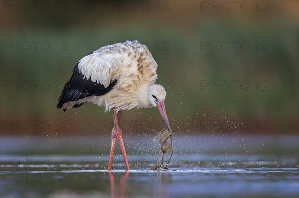 White Stork (Ciconia ciconia), white stork in shallow water foraging, playing with water plant,