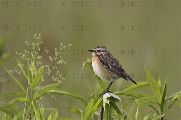 Whinchat, Saxicola rubetra, whinchat