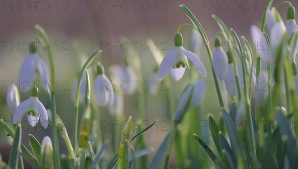 Close-up of common snowdrops (Galanthus nivalis)