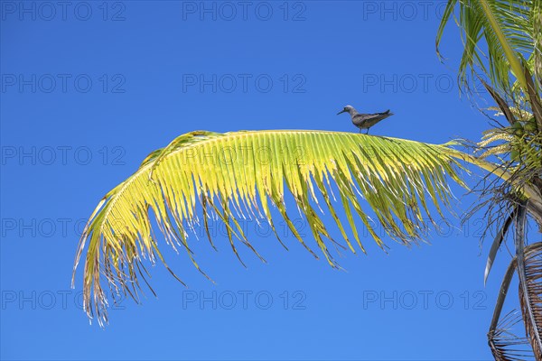 Palm leaf is occupied with bird, private island, bird island, privileged, ecological, adventure,