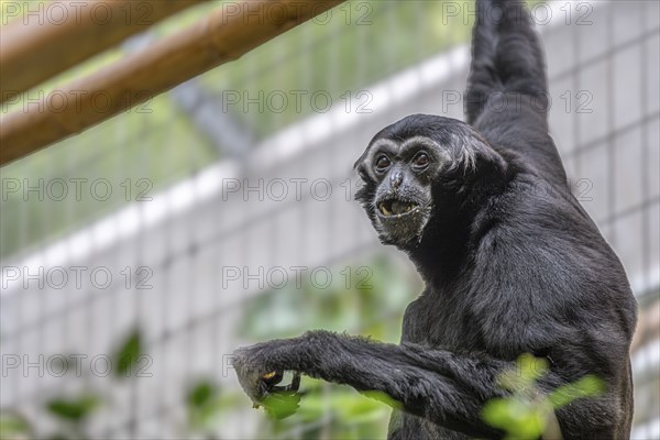 Pileated gibbon (Hylobates pileatus) at Zurich Zoo, Zurich, Germany, Europe