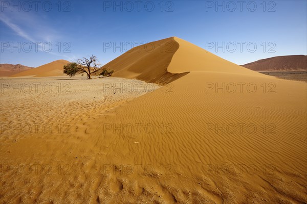 Dune 45 in Sossusvlei area, Namib Naukluft Park, Namibia, Africa