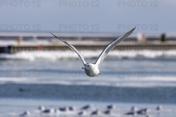 The Herring gull in flight over a frozen river
