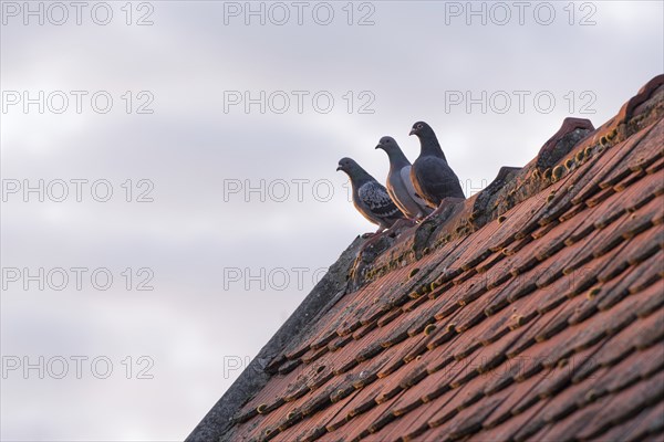 Three carrier pigeons sit on a roof with plain tiles and are illuminated by the evening sun