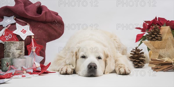 Lying Golden Retriever between Christmas decorations