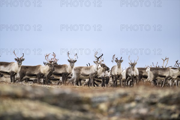Wild mountain reindeer (Rangifer tarandus tarandus), reindeer, herd in autumn tundra, Forollhogna