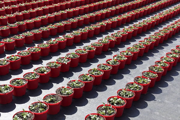 Field with red growing pots in a row, coneflower (Echinaceae), nursery in the Volmerswerth